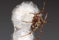 La Malmignatte des maisons. Une femelle et ses cocons (Araneae - Theridiidae - Steatoda triangulosa)